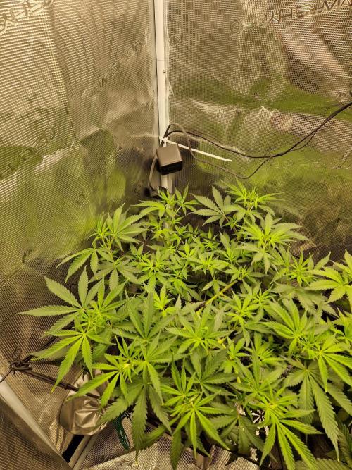 Zamnesia Grow Runtz. Week 6