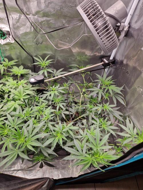 Zamnesia Grow Runtz. Week 6