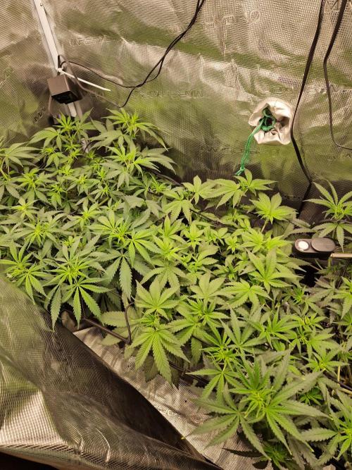 Zamnesia Grow Runtz. Week 6