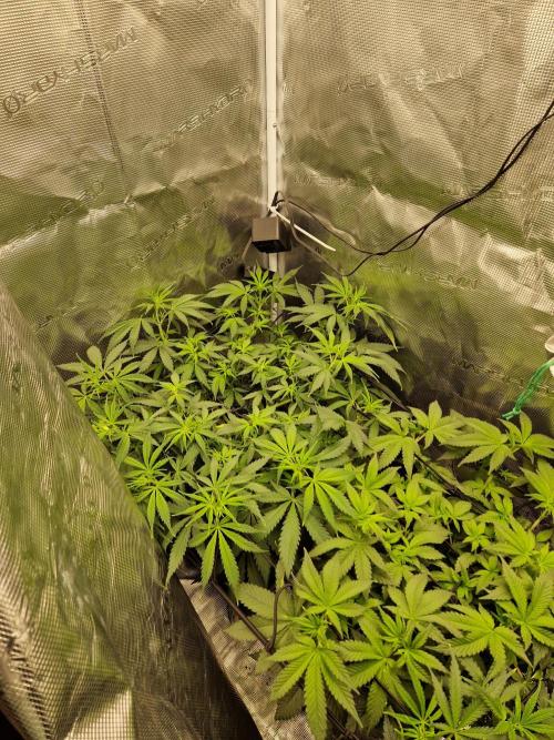 Zamnesia Grow Runtz. Week 6