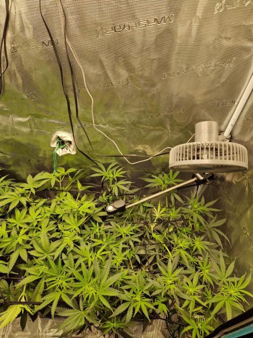 Zamnesia Grow Runtz. Week 6