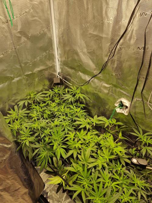 Zamnesia Grow Runtz. Week 6