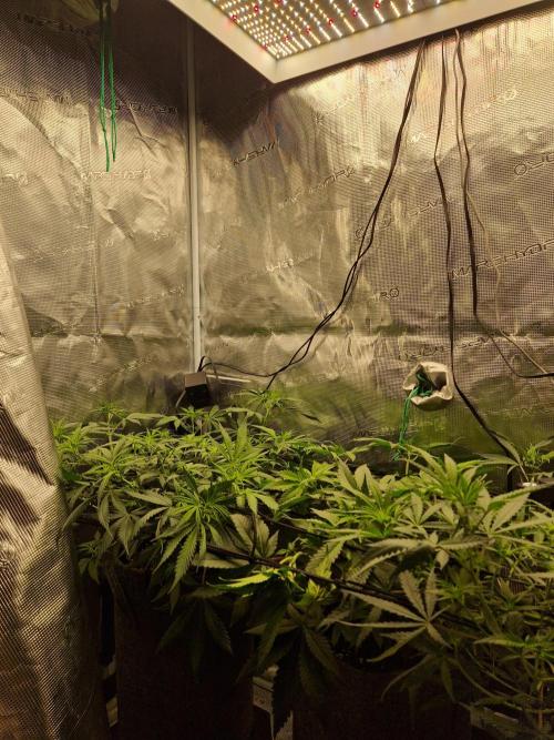 Zamnesia Grow Runtz. Week 6