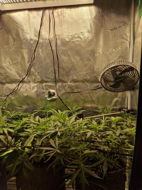 Zamnesia Grow Runtz. Week 6