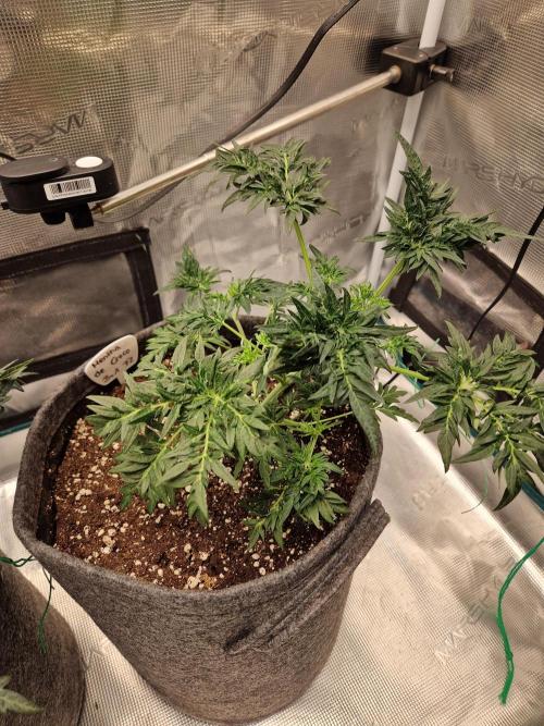 Mutanten. Week 4