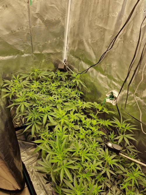 Zamnesia Grow Runtz. Week 7