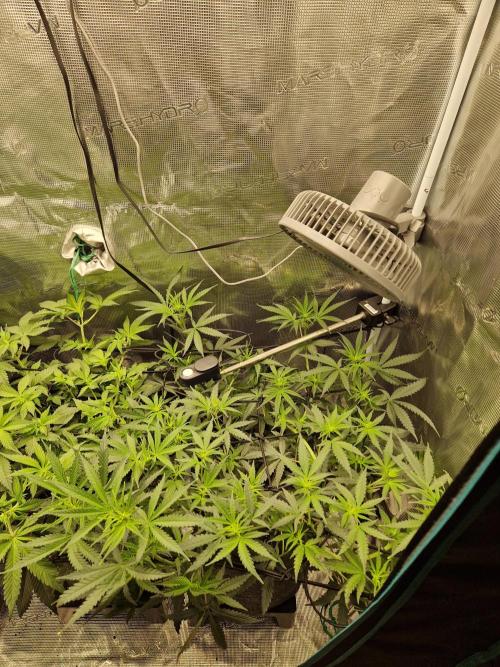 Zamnesia Grow Runtz. Week 7
