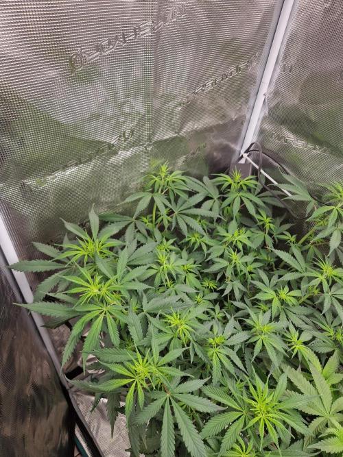 Zamnesia Grow Runtz. Week 7