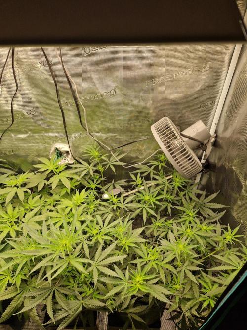 Zamnesia Grow Runtz. Week 7