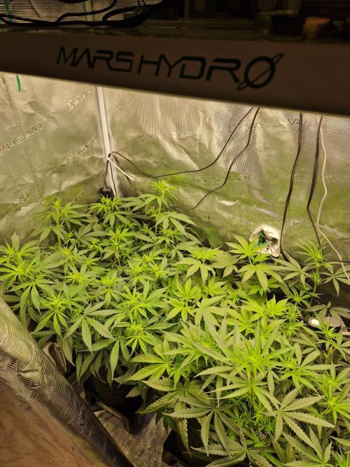 Zamnesia Grow Runtz. Week 7
