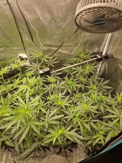 Zamnesia Grow Runtz. Week 7