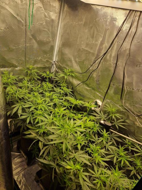 Zamnesia Grow Runtz. Week 7