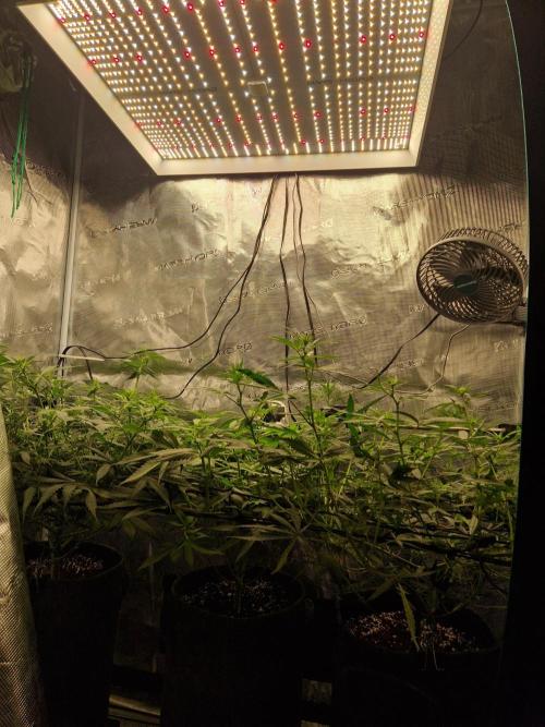 Zamnesia Grow Runtz. Week 7