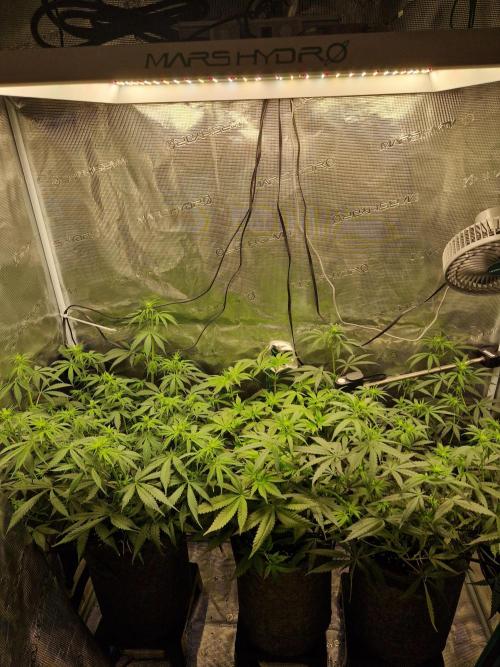 Zamnesia Grow Runtz. Week 7