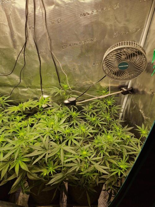 Zamnesia Grow Runtz. Week 7