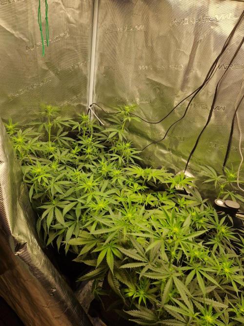 Zamnesia Grow Runtz. Week 7