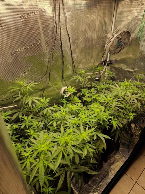 Zamnesia Grow Runtz. Week 7