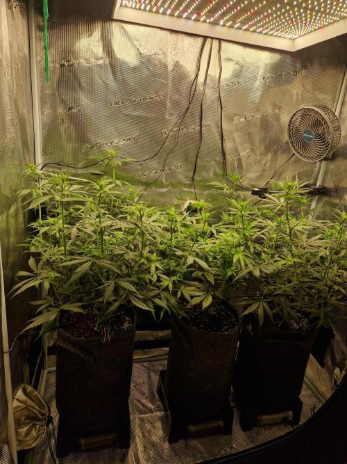 Black Runtz. Week 7
