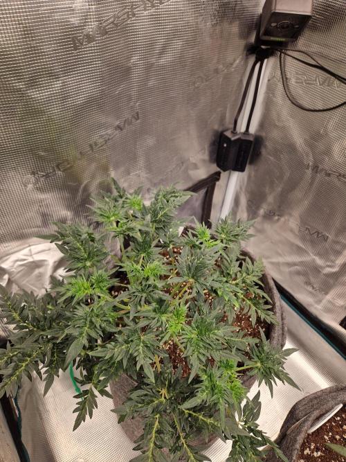 Mutanten. Week 5
