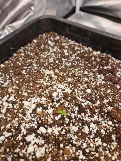 Poison. Week 1