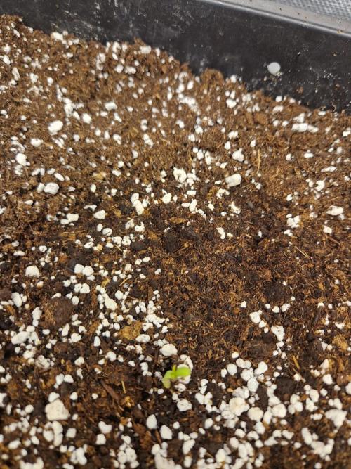 Poison. Week 1