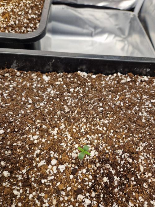 Poison. Week 1