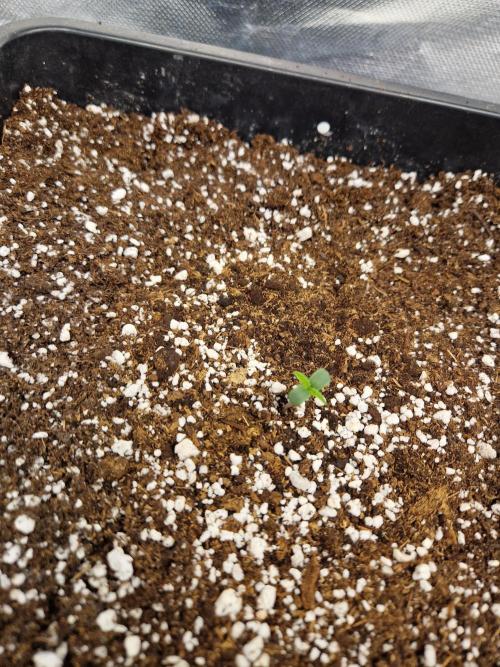 Poison. Week 1