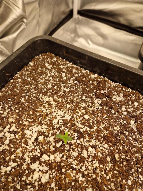 Poison. Week 1