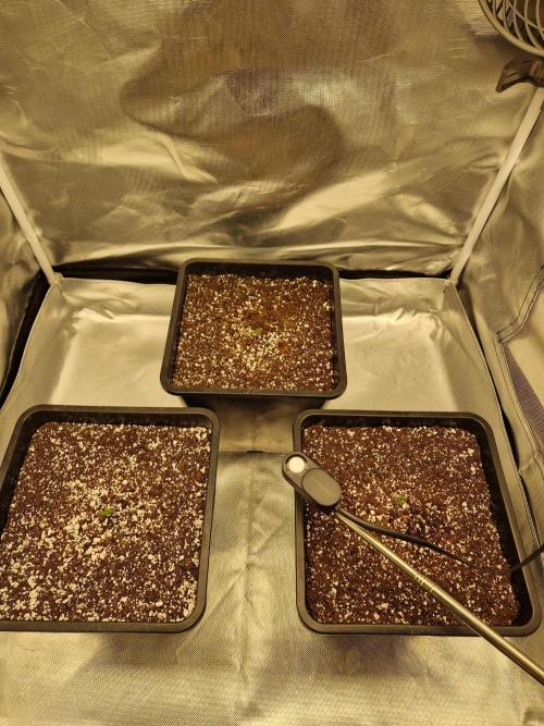 Poison. Week 1