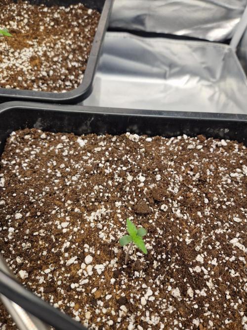 Poison. Week 1