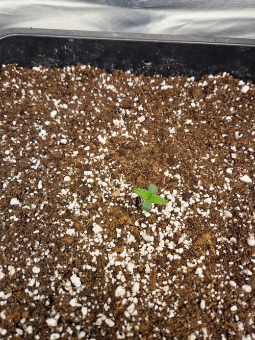 Poison. Week 1
