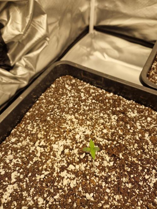 Poison. Week 1