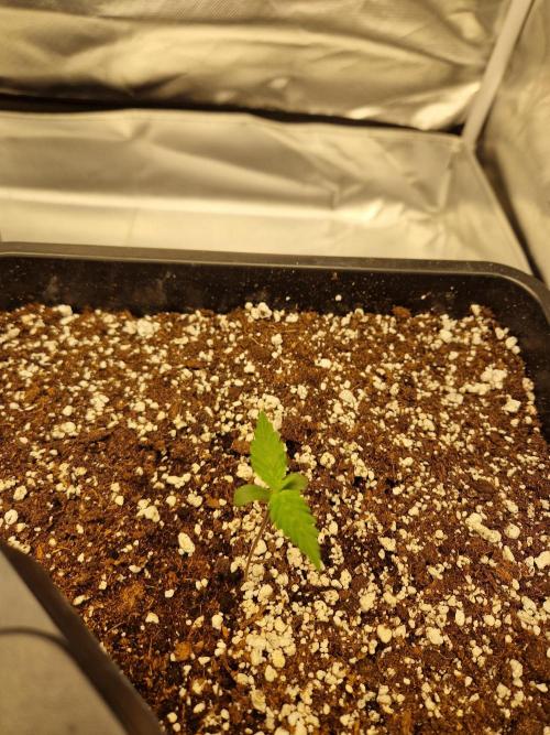Poison. Week 1