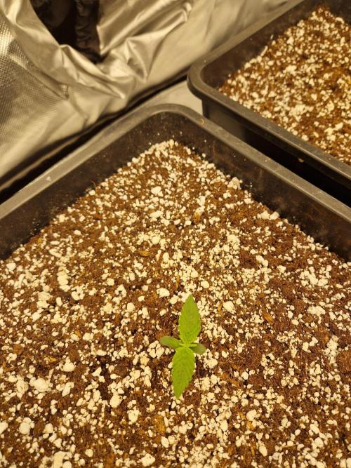 Poison. Week 1