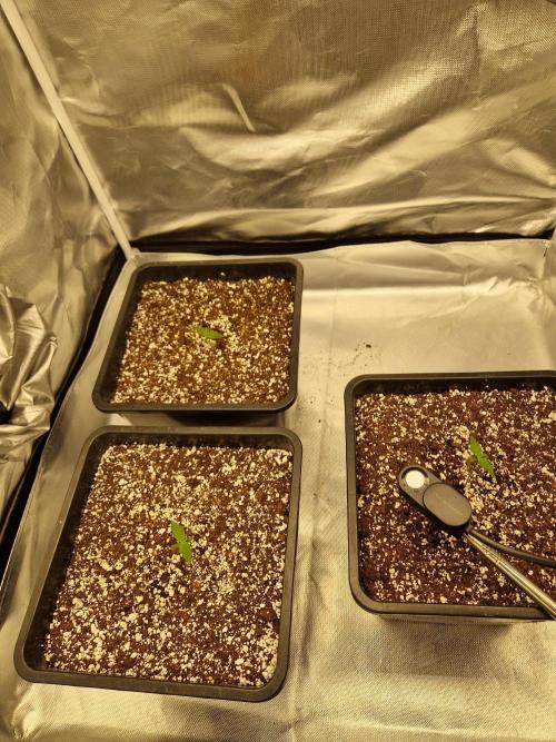 Poison. Week 1