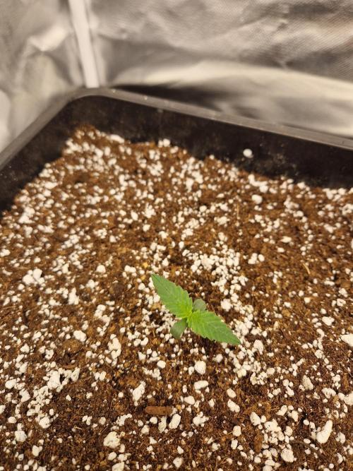 Poison. Week 1