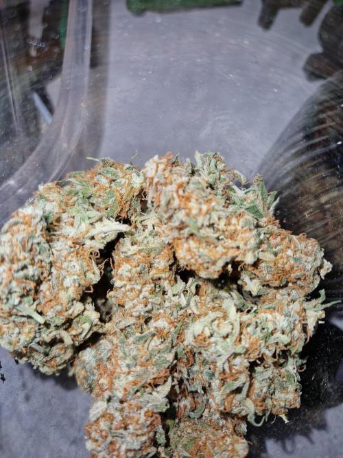 Gift Seeds. Week 11