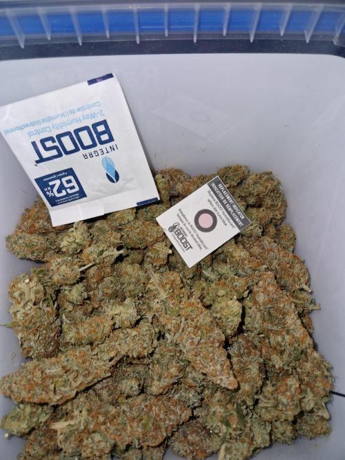 Gift Seeds. Week 11