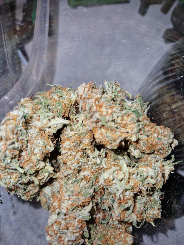 Gift Seeds. Week 11