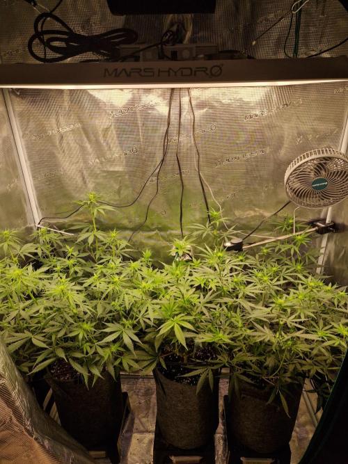 Zamnesia Grow Runtz. Week 8