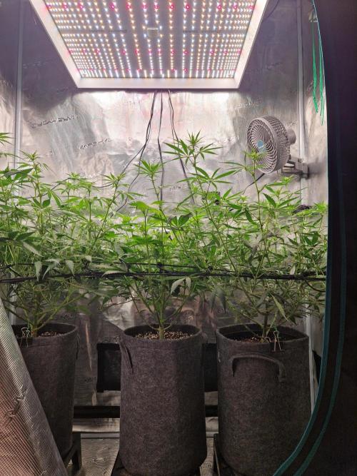 Zamnesia Grow Runtz. Week 8