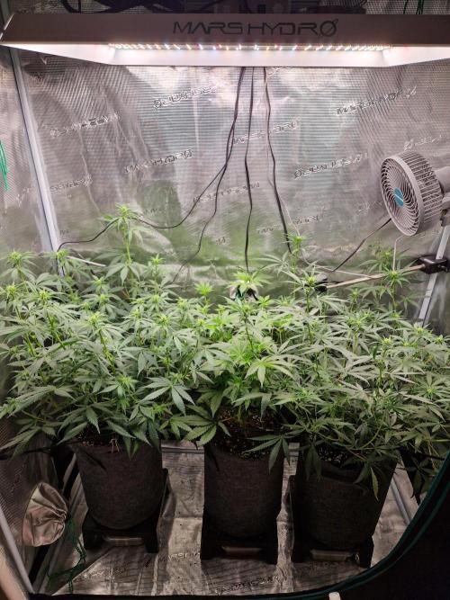 Zamnesia Grow Runtz. Week 8