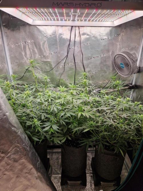 Zamnesia Grow Runtz. Week 8