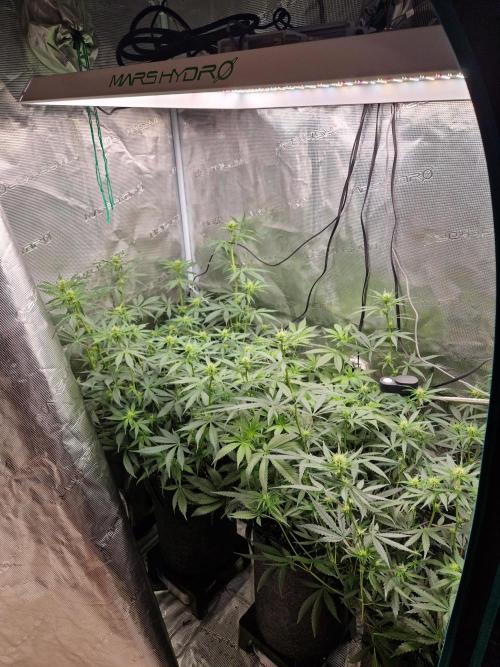 Zamnesia Grow Runtz. Week 8
