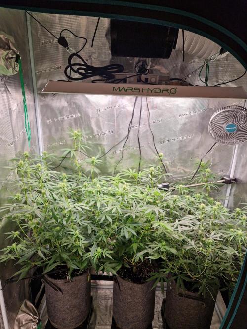 Zamnesia Grow Runtz. Week 8