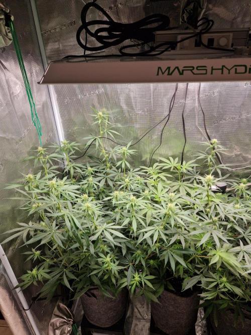 Zamnesia Grow Runtz. Week 8