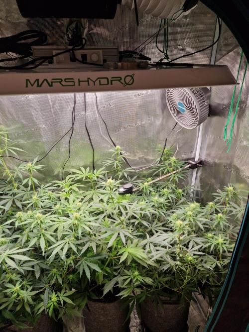 Zamnesia Grow Runtz. Week 8