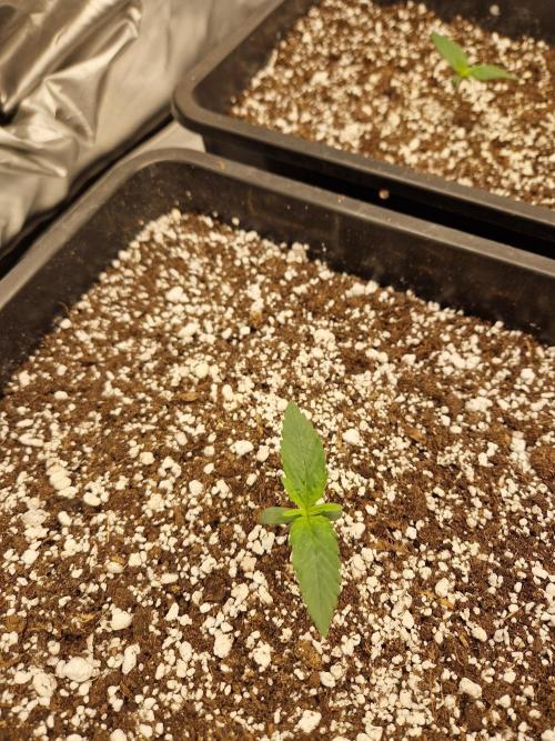 Poison. Week 2