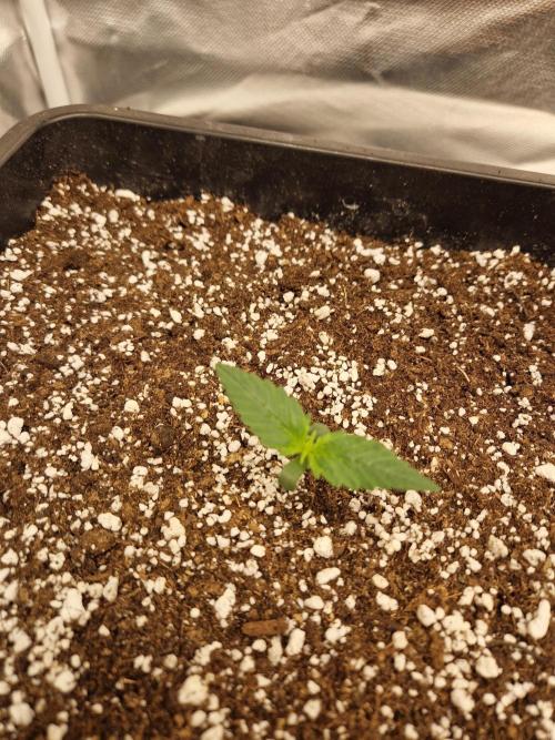 Poison. Week 2