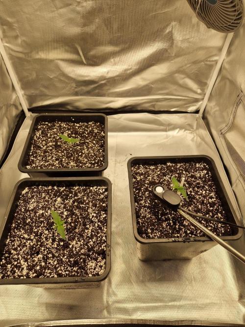 Poison. Week 2